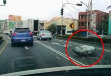 有魚跳車!「整條大鮪魚」躺路邊…網友驚:誰的100萬掉了?