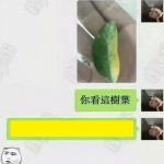 這樹葉果然奇妙