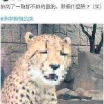 笑到豹斃 最不帥的豹…