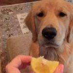 主人拿了一個檸檬給金毛吃後,金毛吃了一口之後的反應,讓網友們全都笑翻XD