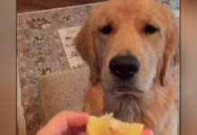 主人拿了一個檸檬給金毛吃後,金毛吃了一口之後的反應,讓網友們全都笑翻XD