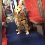 搭火車時碰到這隻黃金獵犬一直騷擾遊客,乘客們知道原因後,大家全都笑倒在地XD
