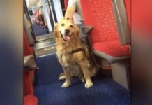 搭火車時碰到這隻黃金獵犬一直騷擾遊客,乘客們知道原因後,大家全都笑倒在地XD