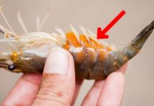 吃蝦驚見「腹部一堆蝦卵」以為賺到…網友倒吸一口氣「最好別吃」:會後悔!