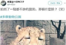 笑到豹斃 最不帥的豹…