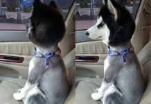 二哈被主人帶去美容院大改造…..回家路上憂鬱看窗外XD