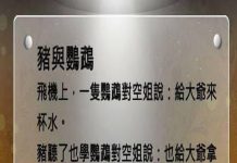 鸚鵡的大膽行為原來是因為懂開掛