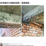 原來還有沙琪瑪工程