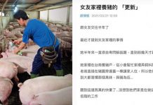 女友家裡是養豬戶!台北男驚覺「對方背景配不上他」秒提分手…網怒:祝你一輩子單身