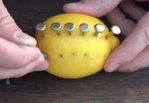 在檸檬上面插滿釘子…竟然在露營中可以發揮奇效!? 有實際操作影片可以求證!!