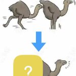 當一隻鴕鳥追撞前面的鴕鳥,會變成….