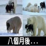狼狗與北極熊在一起,8個月後牠們生下的小寶寶長這樣!