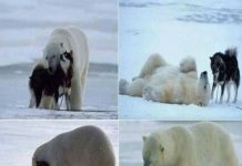 狼狗與北極熊在一起,8個月後牠們生下的小寶寶長這樣!