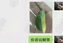 這樹葉果然奇妙